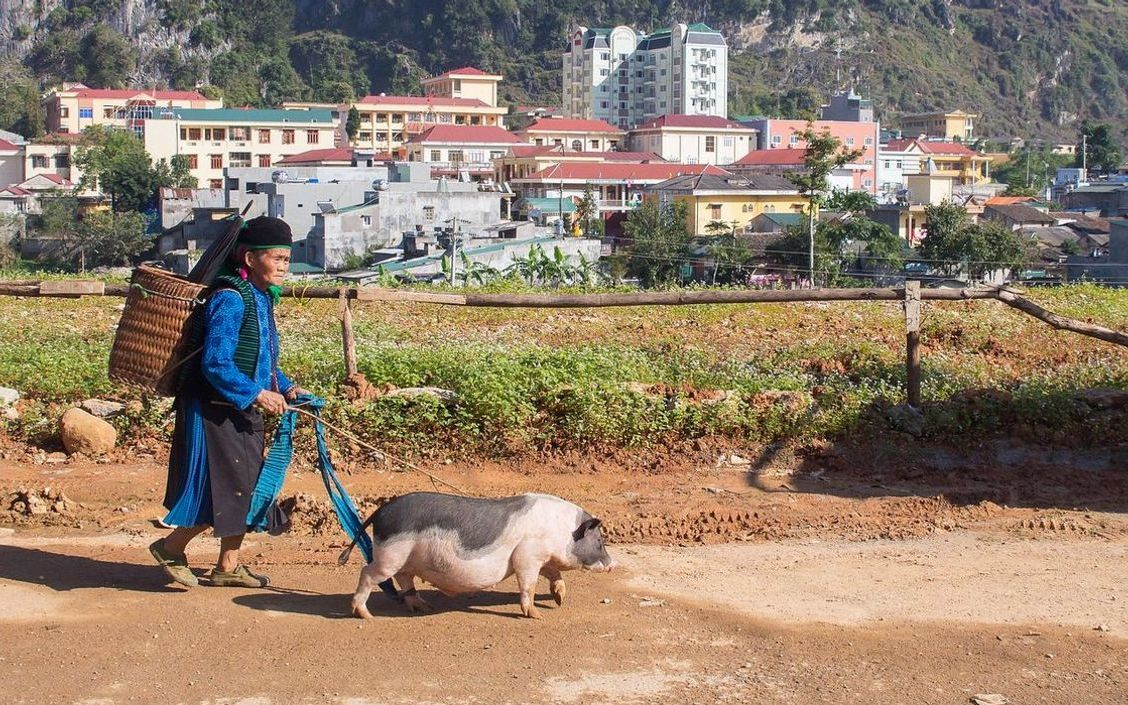 Manzanas recién recolectadas con el rocío de la mañana